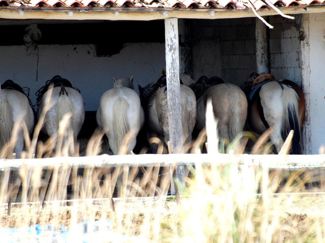 卡马格-普罗旺斯必去景点