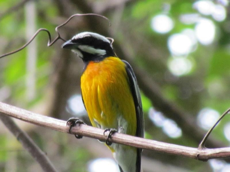 Jamaica Birding Day Tour-Santa Cruz必去景点