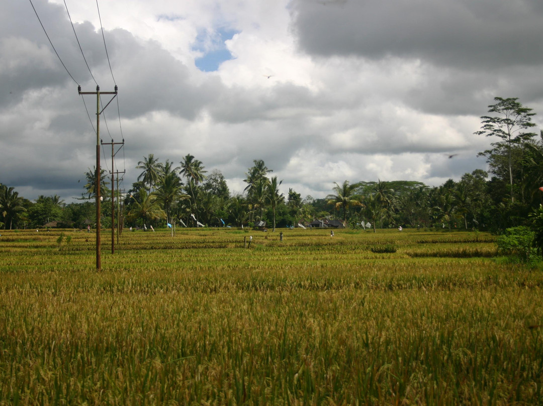 Bali 2000 Cycling - Day Tours景点图片