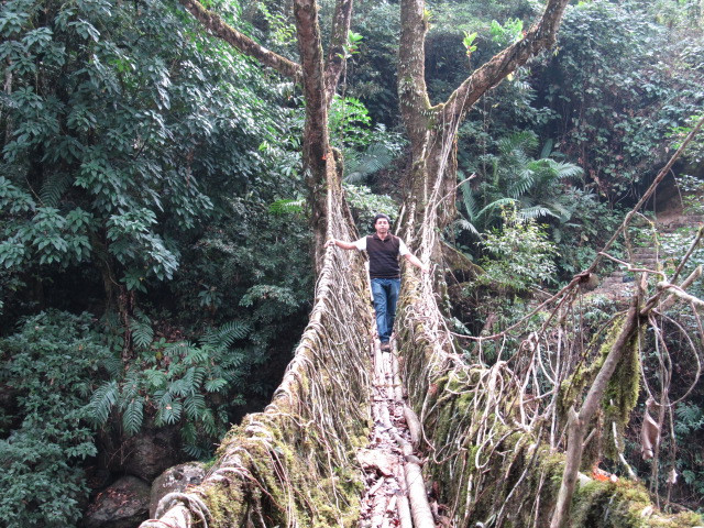 Double Decker Living Root Bridge景点图片