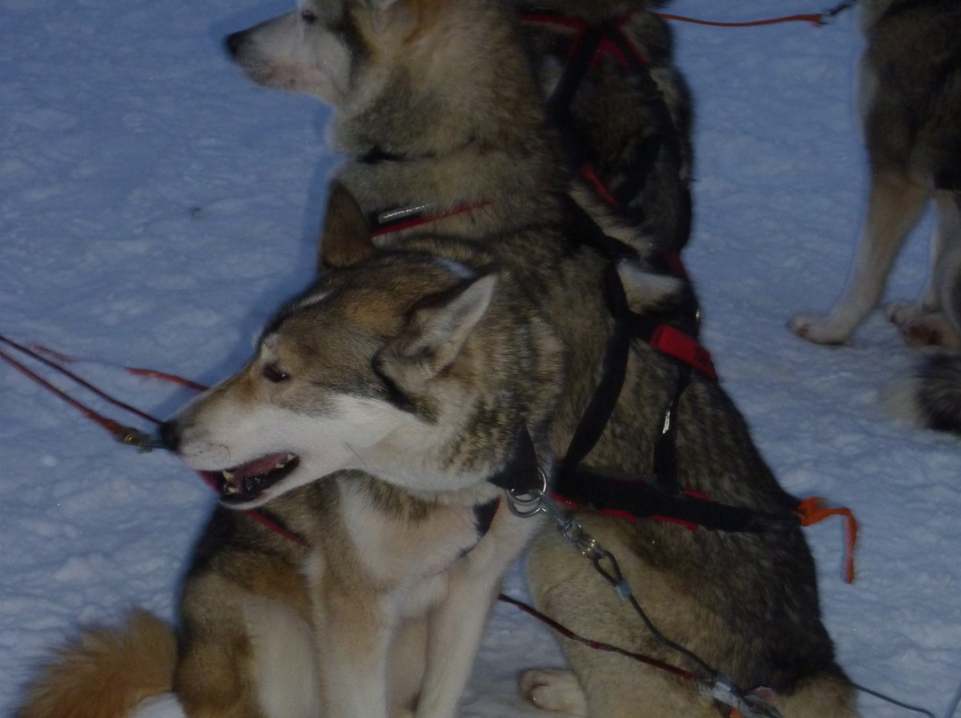 Rami's Huskies