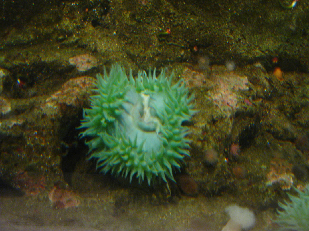 西雅图水族馆-西雅图必去景点