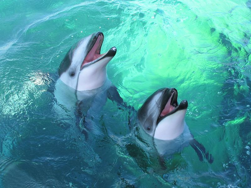 Notojima Aquarium景点图片