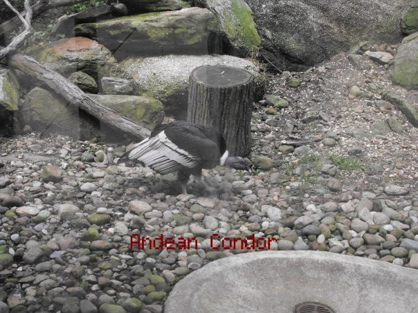 Akron Zoo-阿克伦必去景点