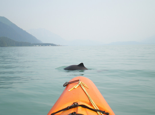 Sunny Cove Sea Kayaking-苏厄德必去景点