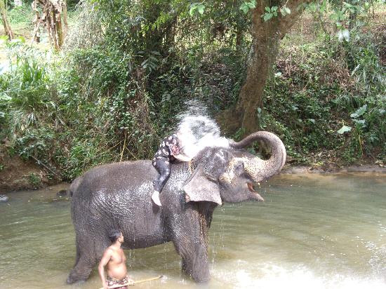 Millennium Elephant Foundation景点图片