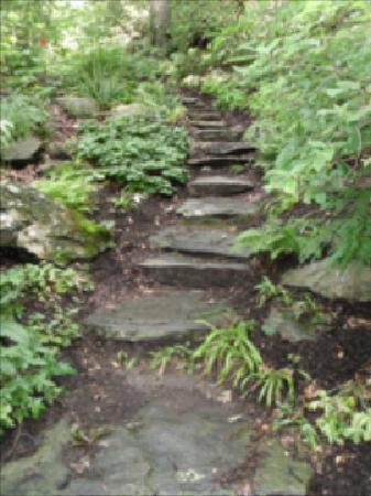 New England Wild Flower Society Garden in the Woods-弗雷明汉必去景点