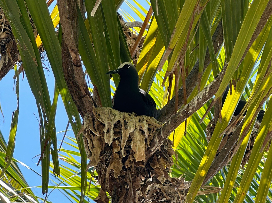L'Ile Aux Oiseaux-提克豪环礁必去景点