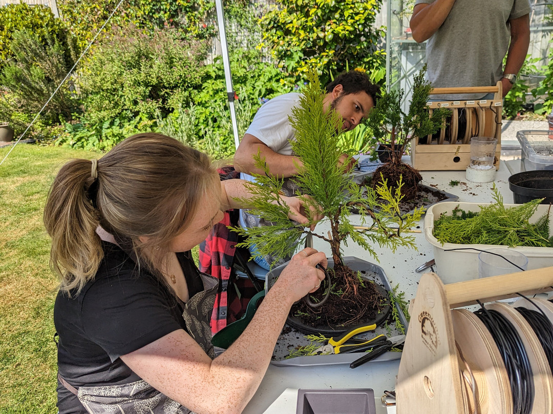 Create a Bonsai with Streamside Trees景点图片
