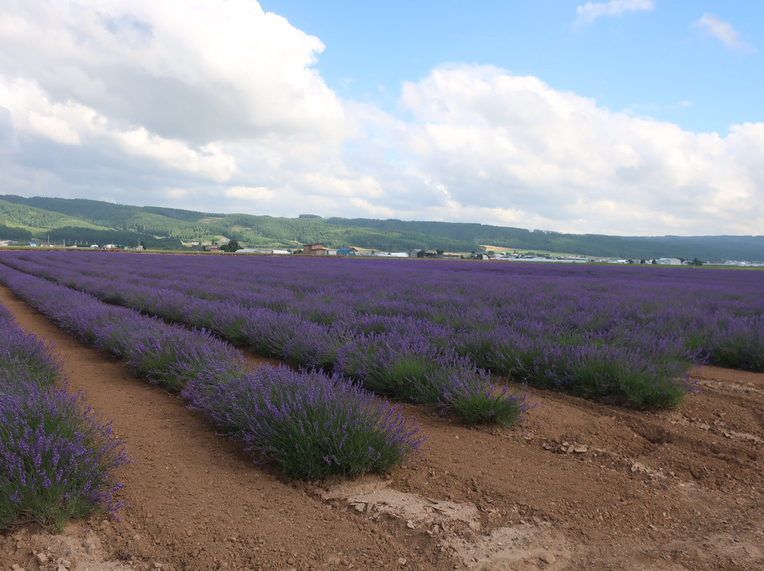 Farm Tomita Lavender East景点图片