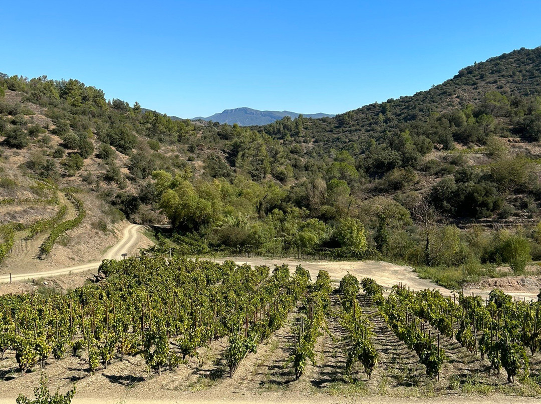Celler Burgos Porta景点图片