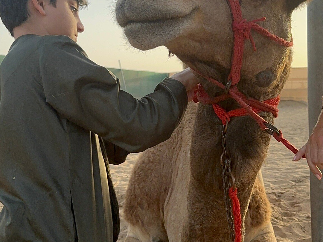 Arabian Desert Camel Riding Center-迪拜必去景点