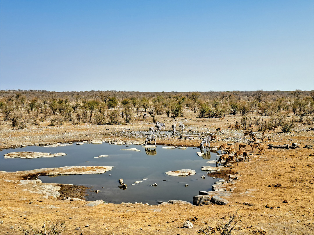 Moringa Waterhole-Halali必去景点