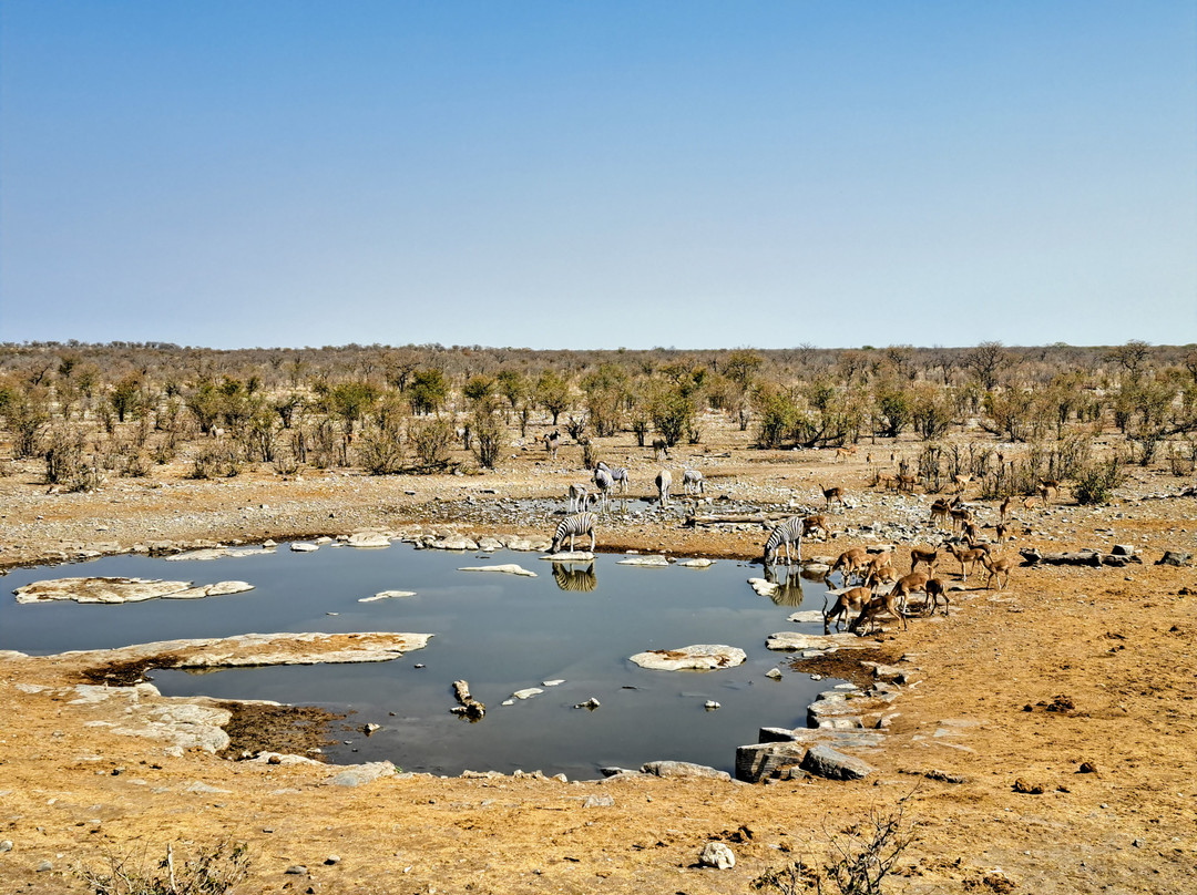 Moringa Waterhole景点图片