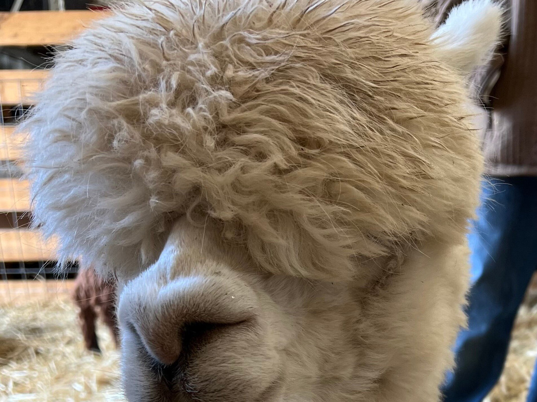 Rocking Chair Farm-Corryton必去景点