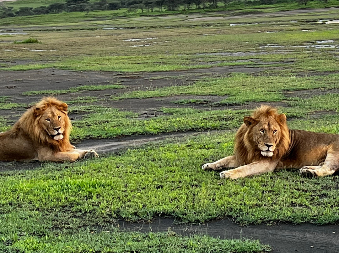 Regal African Safaris景点图片