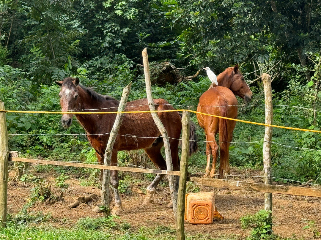 Hacienda la Suerte-拉斯特拉纳斯必去景点