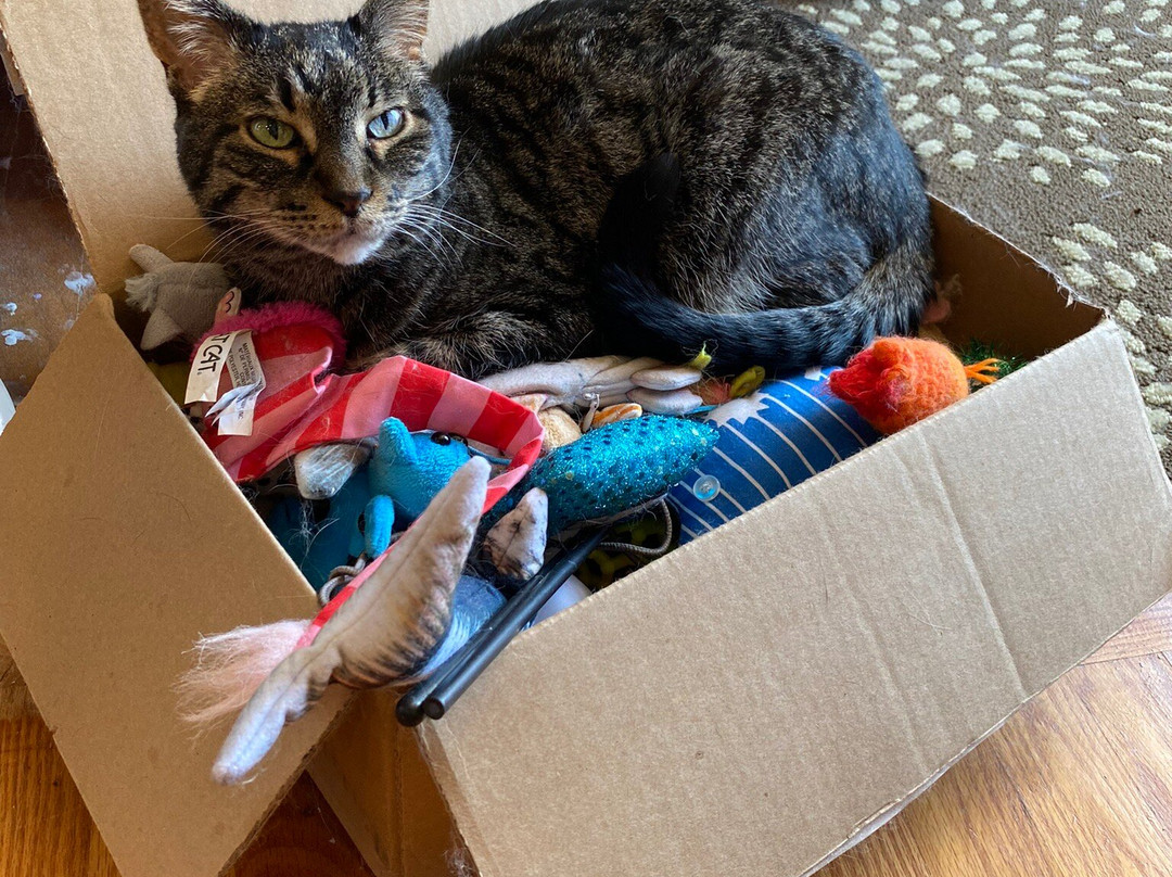 Redner's Rescued Cat Figurine Mewseum-Menomonee Falls必去景点