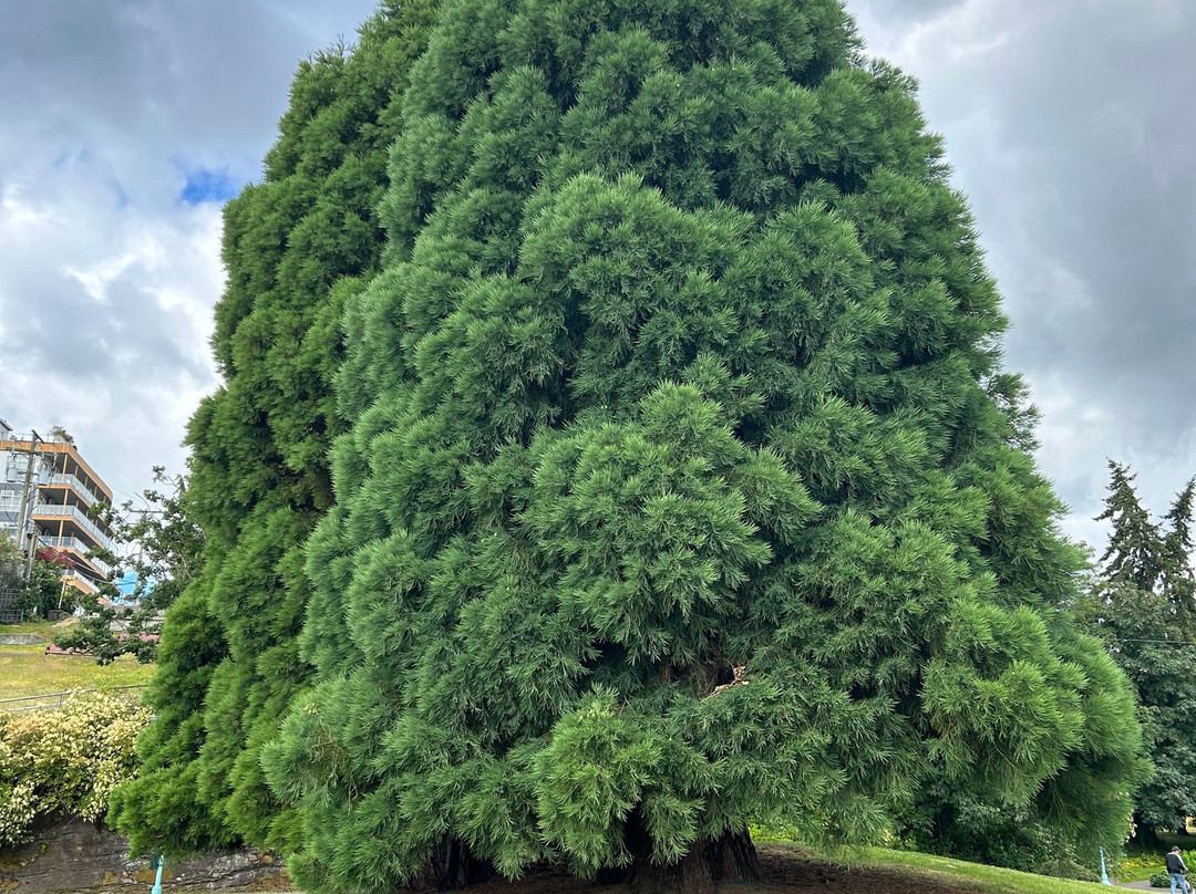 Maffeo Sutton Park-纳奈莫必去景点