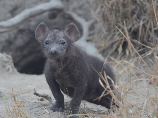 Bush Geek Safaris-比勒陀利亚必去景点