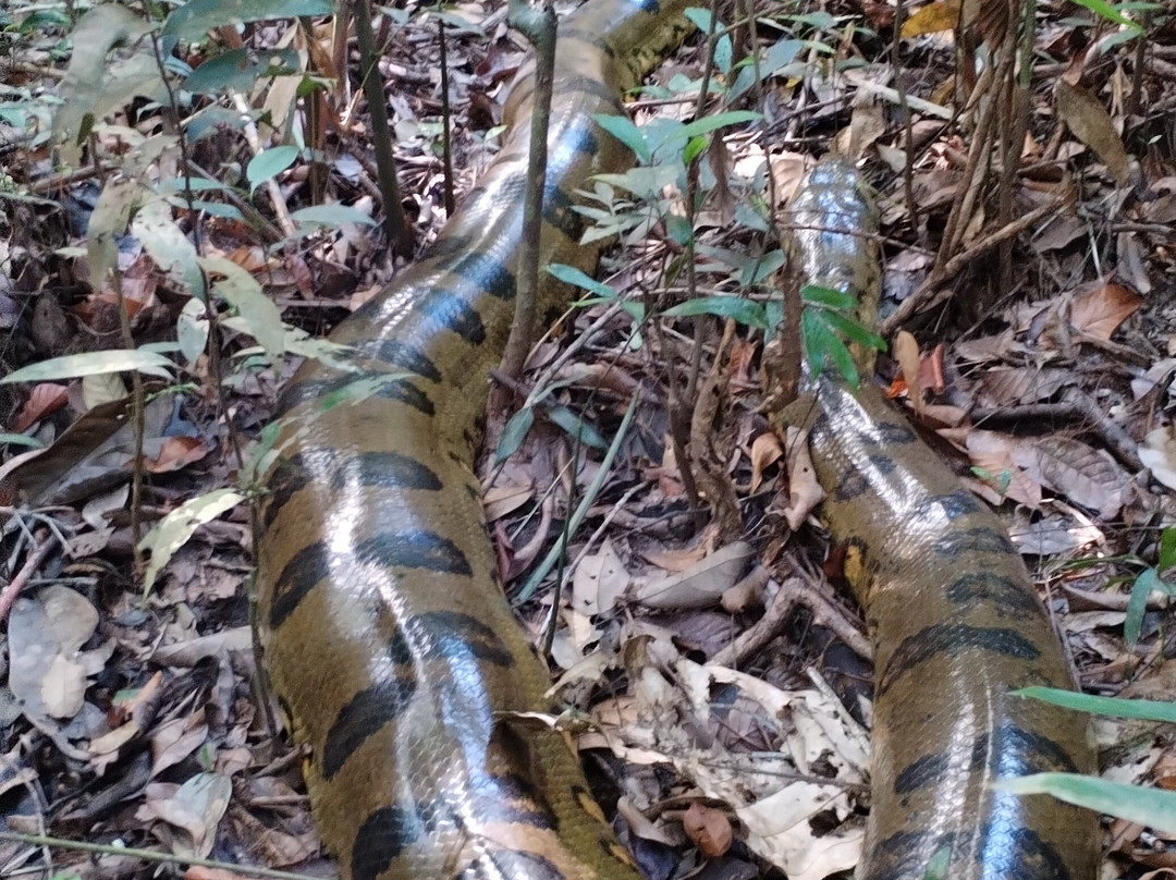 Amazon Explorer-伊基托斯必去景点