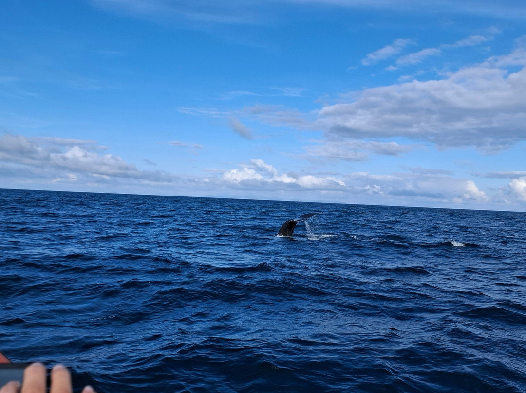 Hebridean Whale Cruises景点图片