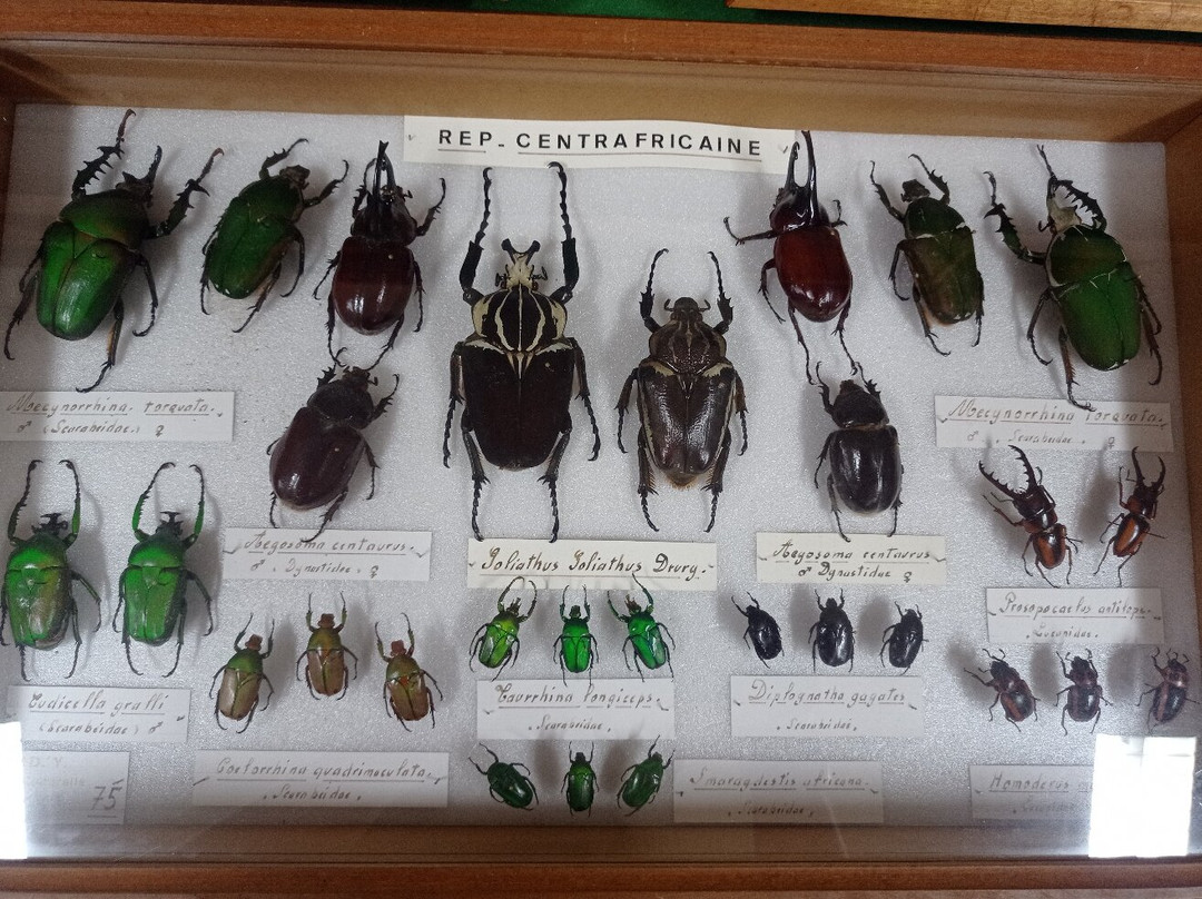 Exposition Papillons et Insectes du Monde景点图片