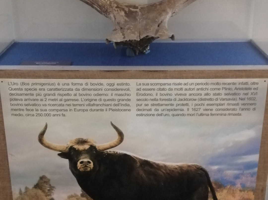 Museo Paleontologico Territoriale dell'Astigiano-阿斯蒂必去景点