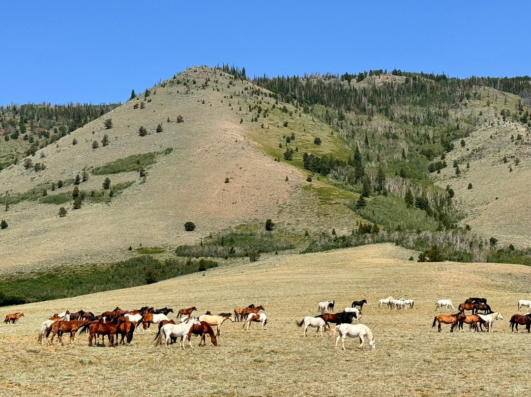 Deerwood Ranch Wild Horse EcoSanctuary景点图片