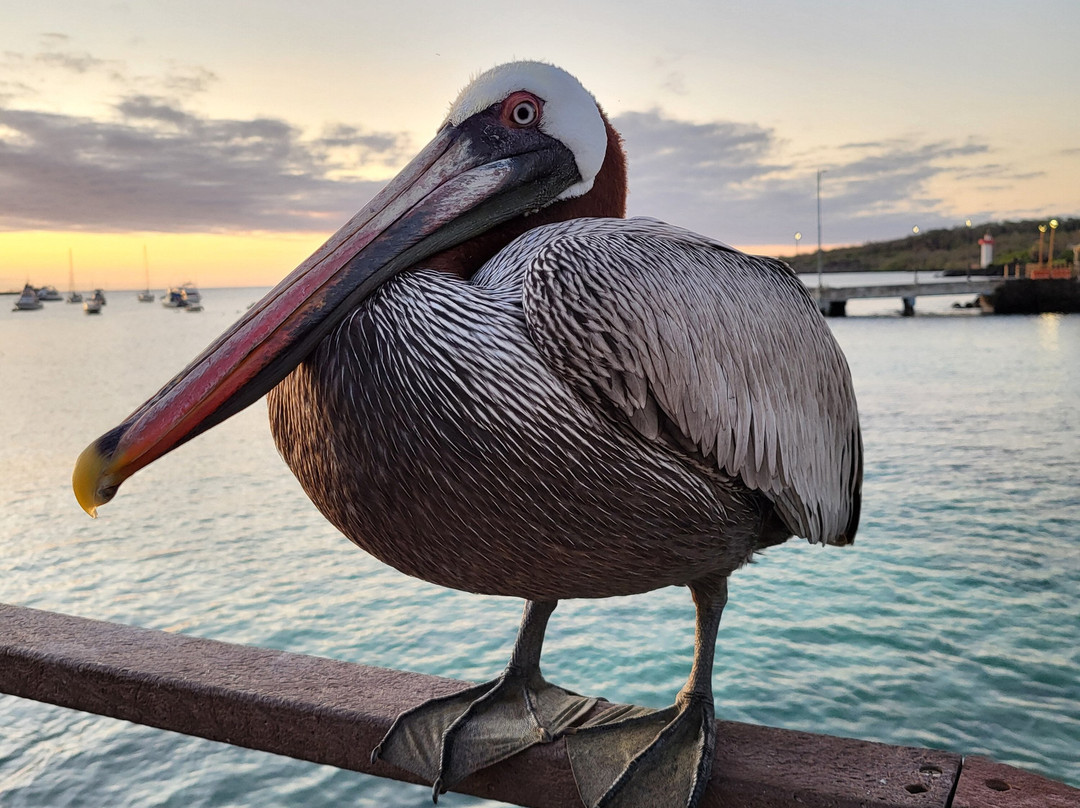Galapagos Best Option-阿约拉港必去景点