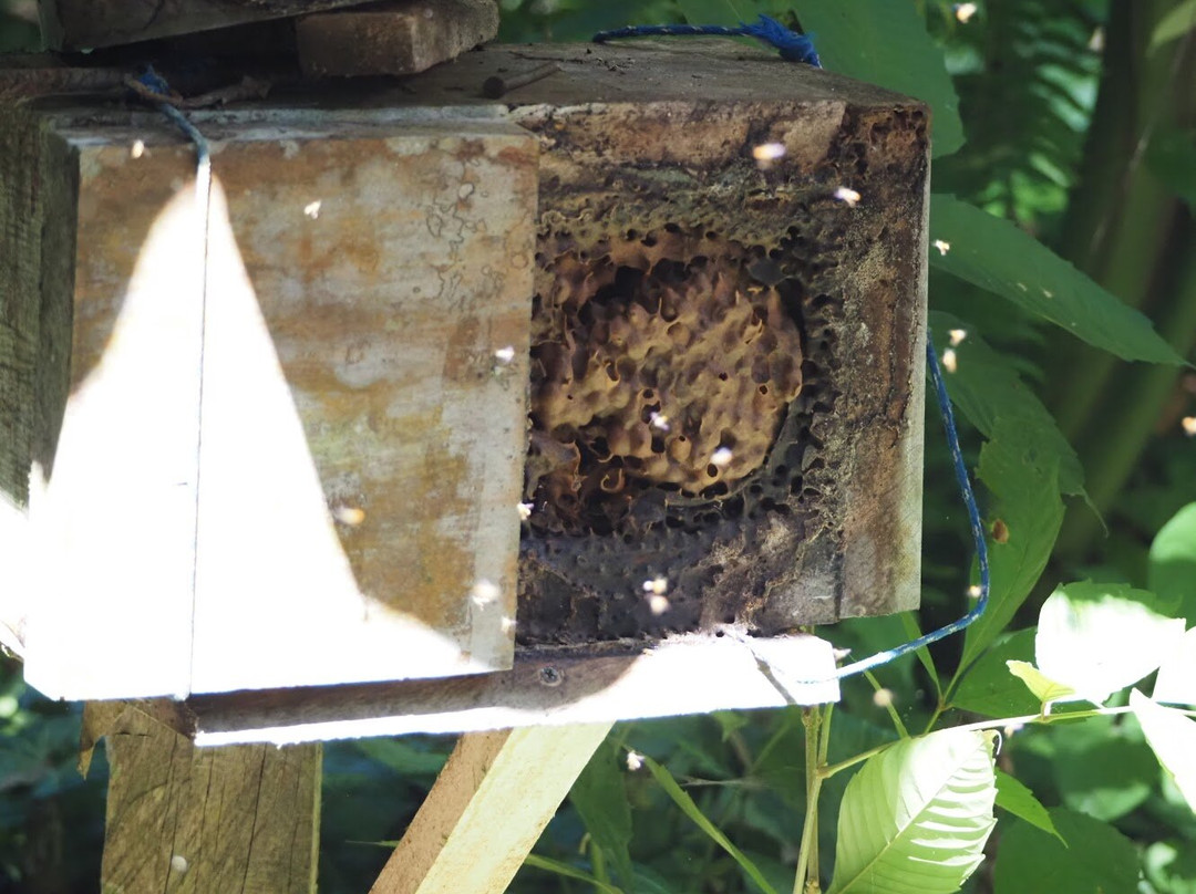 Manuel Antonio Bee Farm Tour景点图片