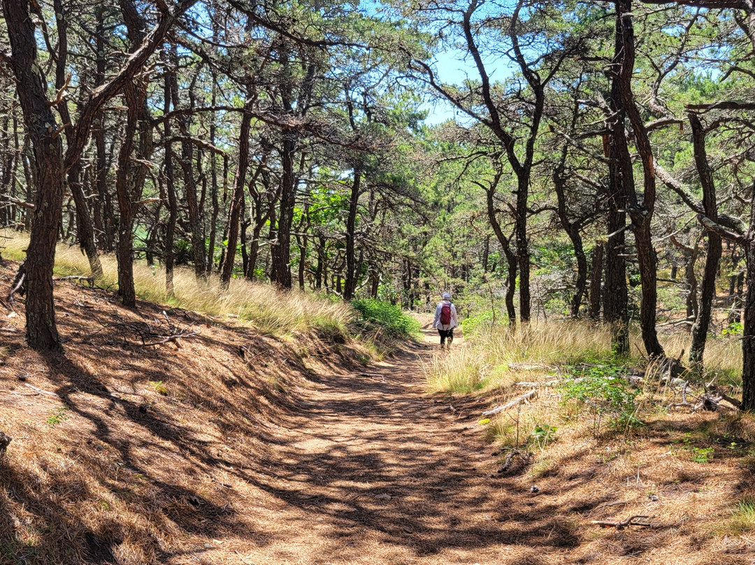 Great Island Trail景点图片