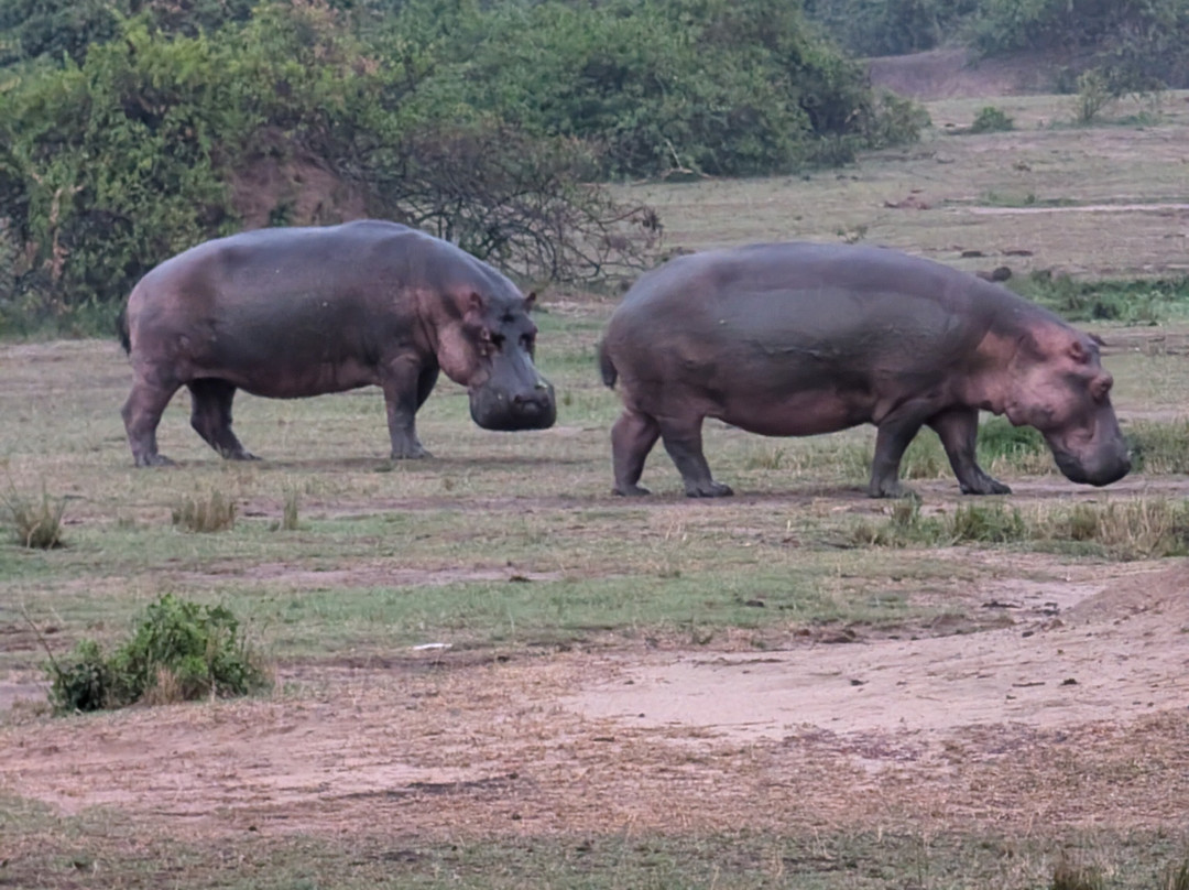 Honey Bear Bush Camp-Katunguru必去景点