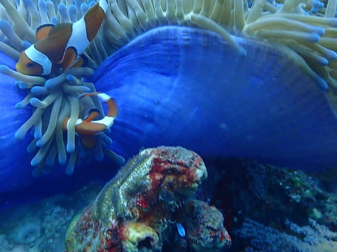 Baliberty私人潜水之旅-沙努尔必去景点