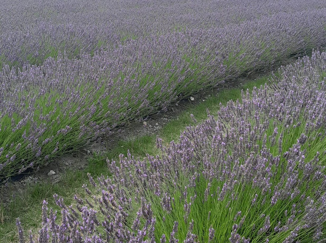Lavender Fields-Alton必去景点