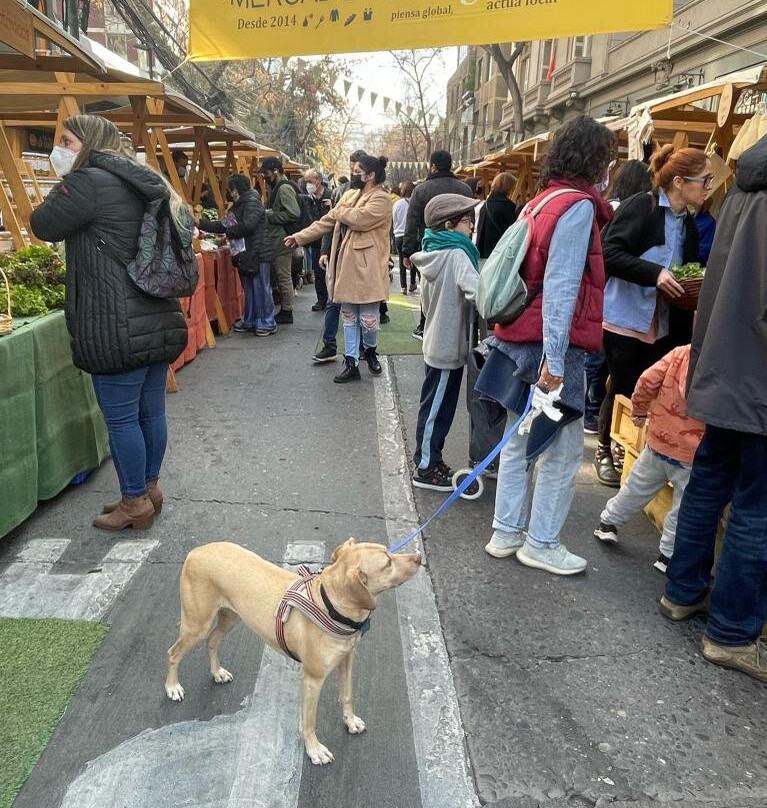 Mercado Drugstore景点图片