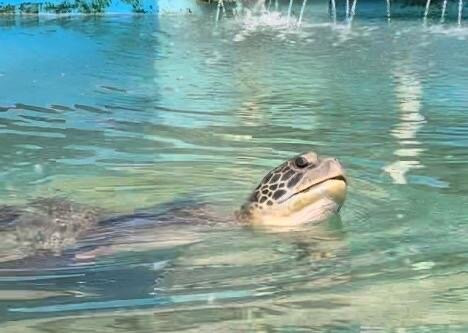 Fitzroy Island Turtle Rehabilitation Centre景点图片