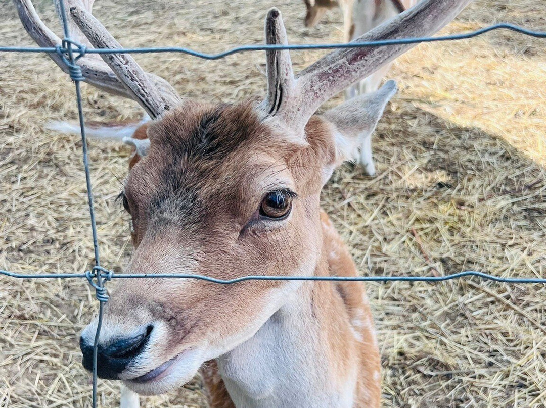 Z'animoland-Monbalen必去景点