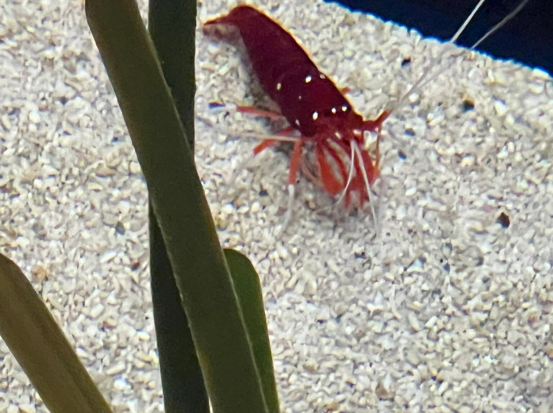 Mississippi Aquarium景点图片