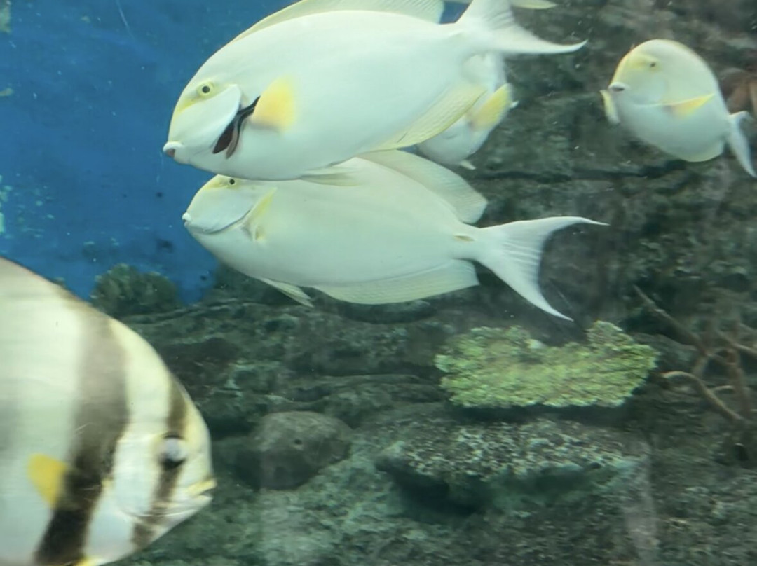 Underwater World Pattaya景点图片