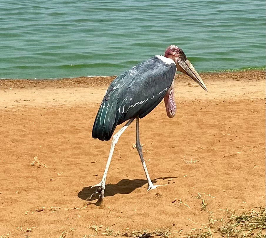 Cul Tours and Safaris-坎帕拉必去景点