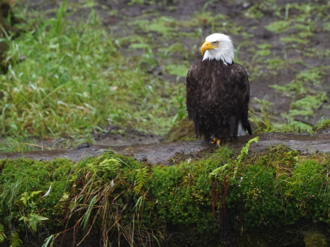Alaska Charters and Adventures景点图片
