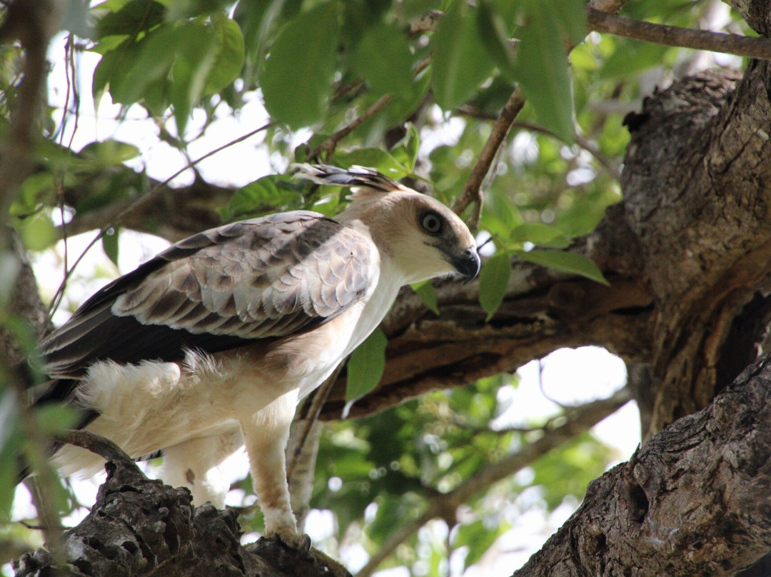 Niluka Safari景点图片