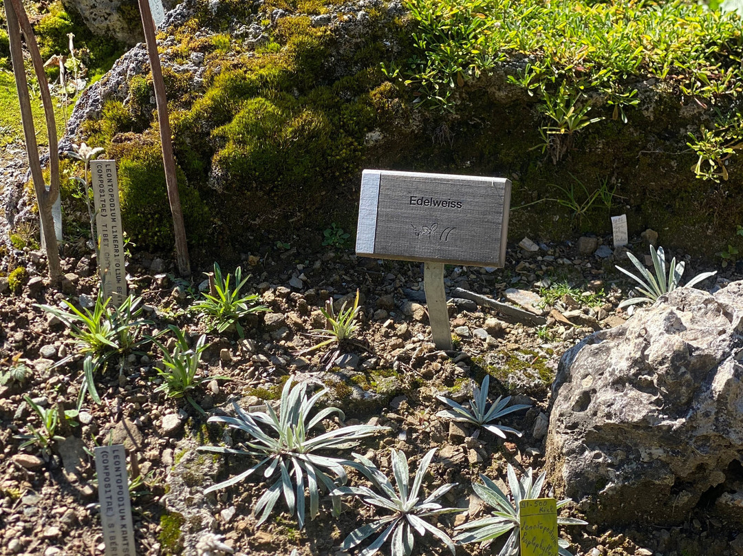 Flore-Alpe Alpine Botanical Garden-Champex必去景点