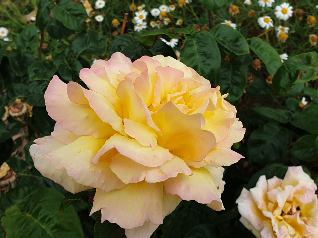 Vietnam Memorial Garden-波特兰必去景点