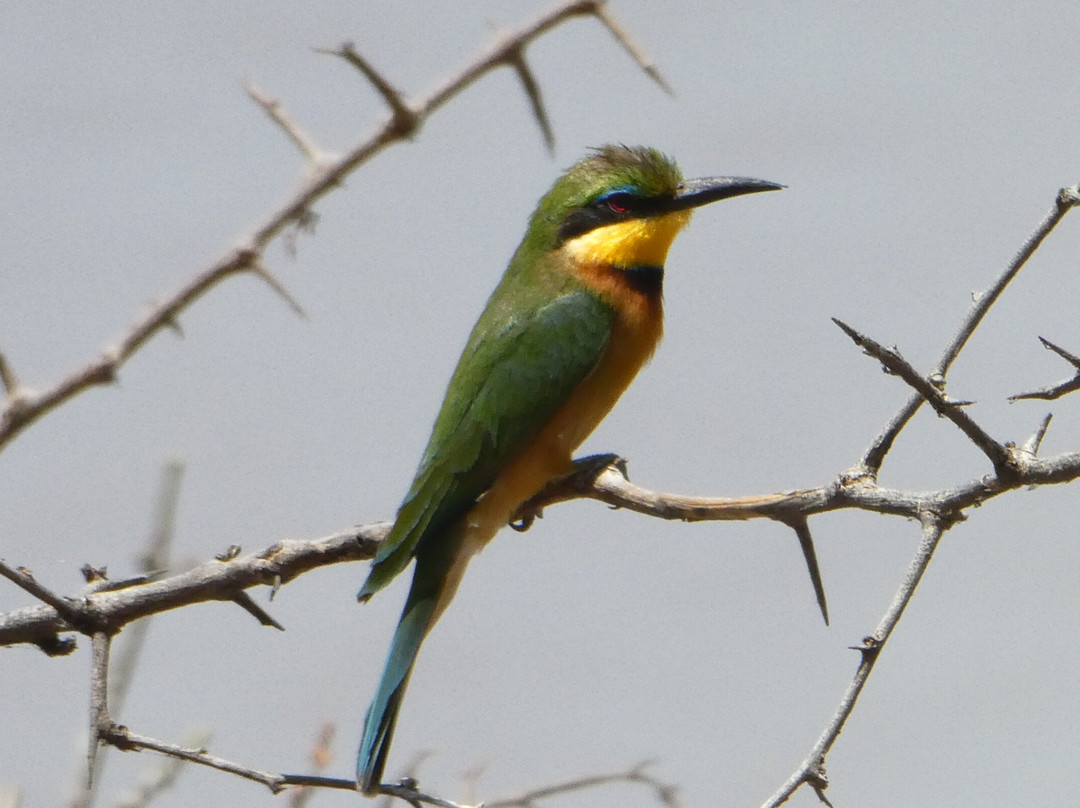 Alledom Safaris-阿鲁沙必去景点
