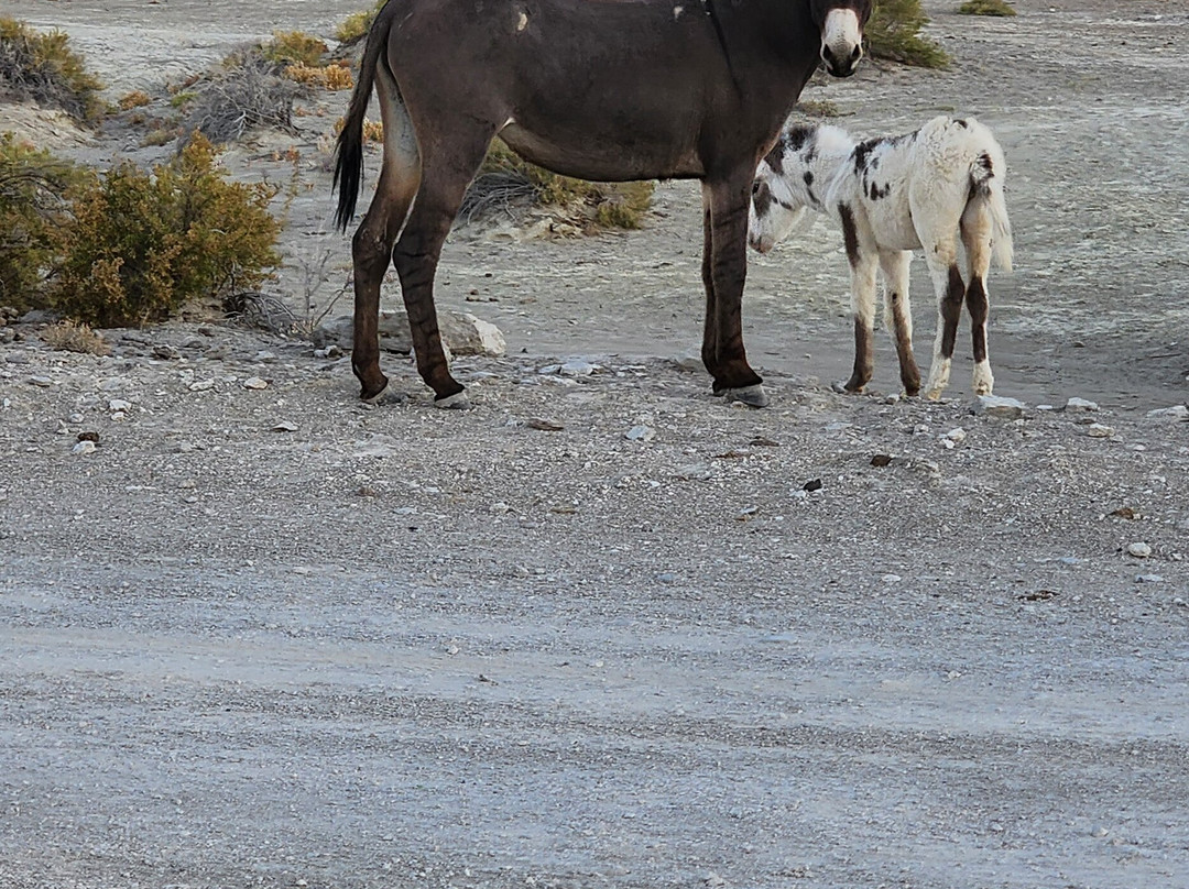 Spencer Hot Springs-Austin必去景点