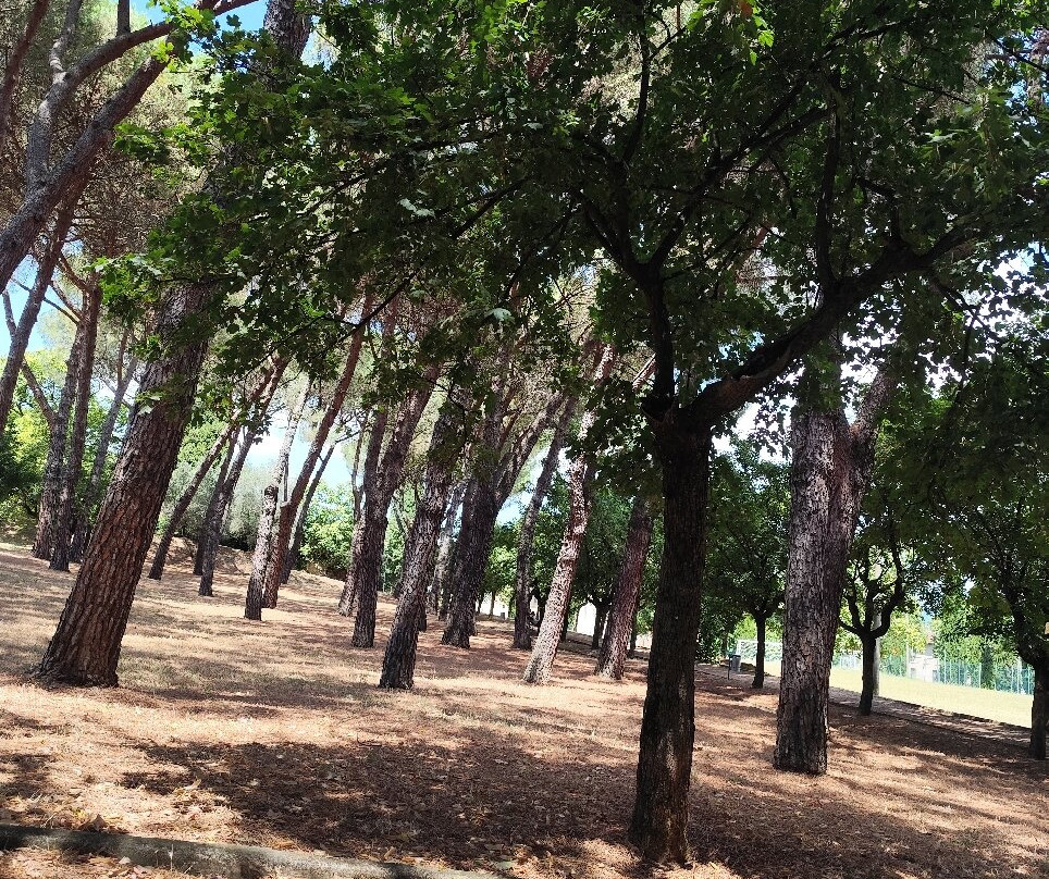 Parco Colle del Pionta景点图片