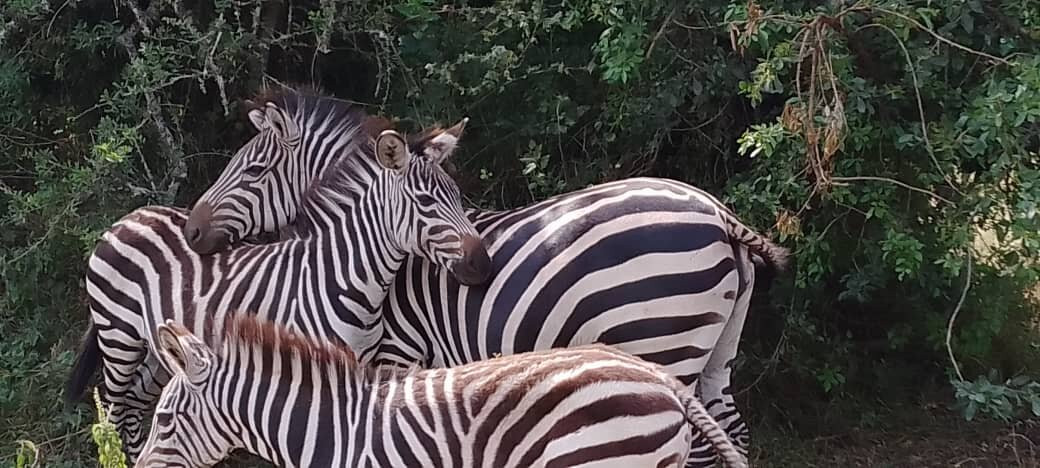 Gorilla Safaris Uganda Travel-坎帕拉必去景点