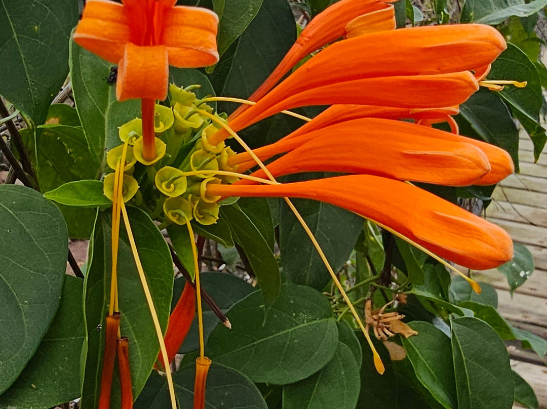 Le Jardin Des Tortues景点图片